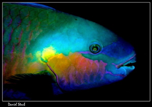 Parrot fish :-D by Daniel Strub 